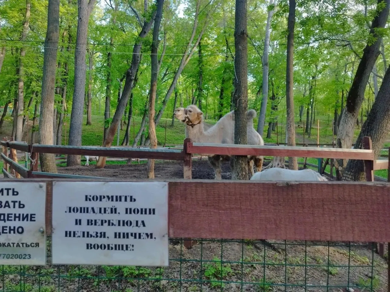 Животное временно не выпускают в уличный вольер: посетители приняли естественную линьку за болезнь. Состояние верблюда удовлетворительное, дату возвращения не назвали.