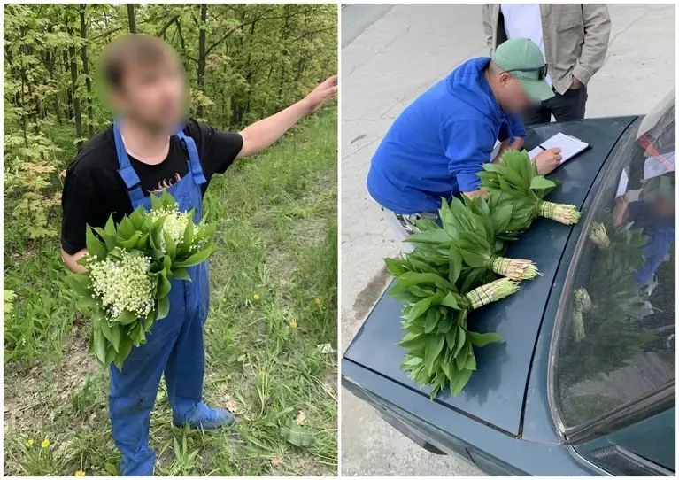 Мэр поручил рейды по выявлению торговли редкими первоцветами: срывать и продавать ландыши запрещено, штрафы — от 1,5 до 5 тысяч рублей.