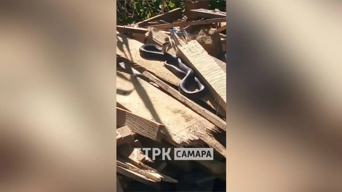 На одном из садовых участков в Тольятти обнаружили неядовитую змею длиной около двух метров — она не проявляла агрессии, пострадавших нет.