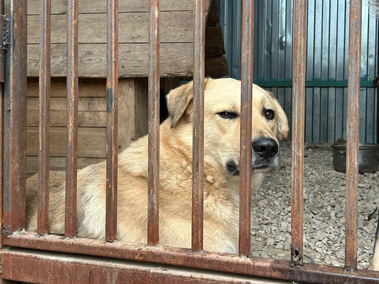На территории очага бешенства в Тольятти бездомные собаки покусали людей. Ответственных чиновников признали виновными в халатности и оштрафовали, но наказание не было применено из‑за истечения сроков давности.