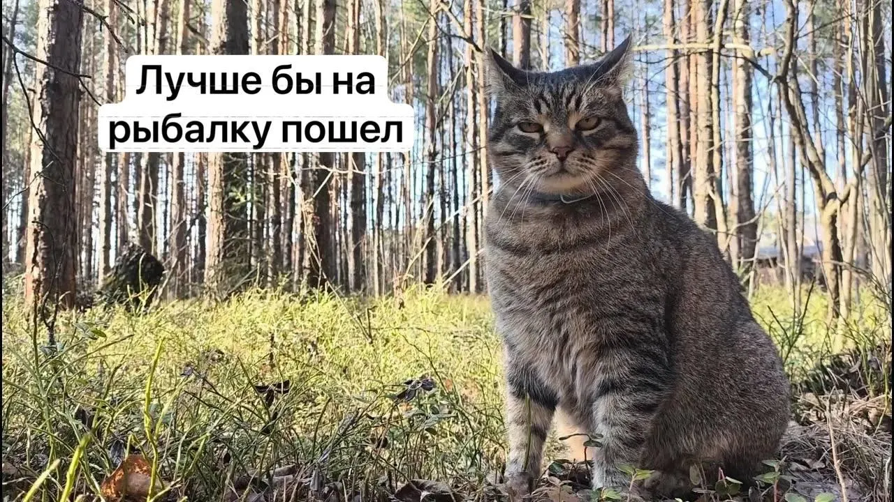 С 1 сентября 2027 года для сбора ряда редких грибов в лесу потребуется оформление электронного пропуска через портал «Госуслуги». Заявки будут рассматривать до 15 дней; за сбор краснокнижных грибов без разрешения грозит уголовная ответственность.