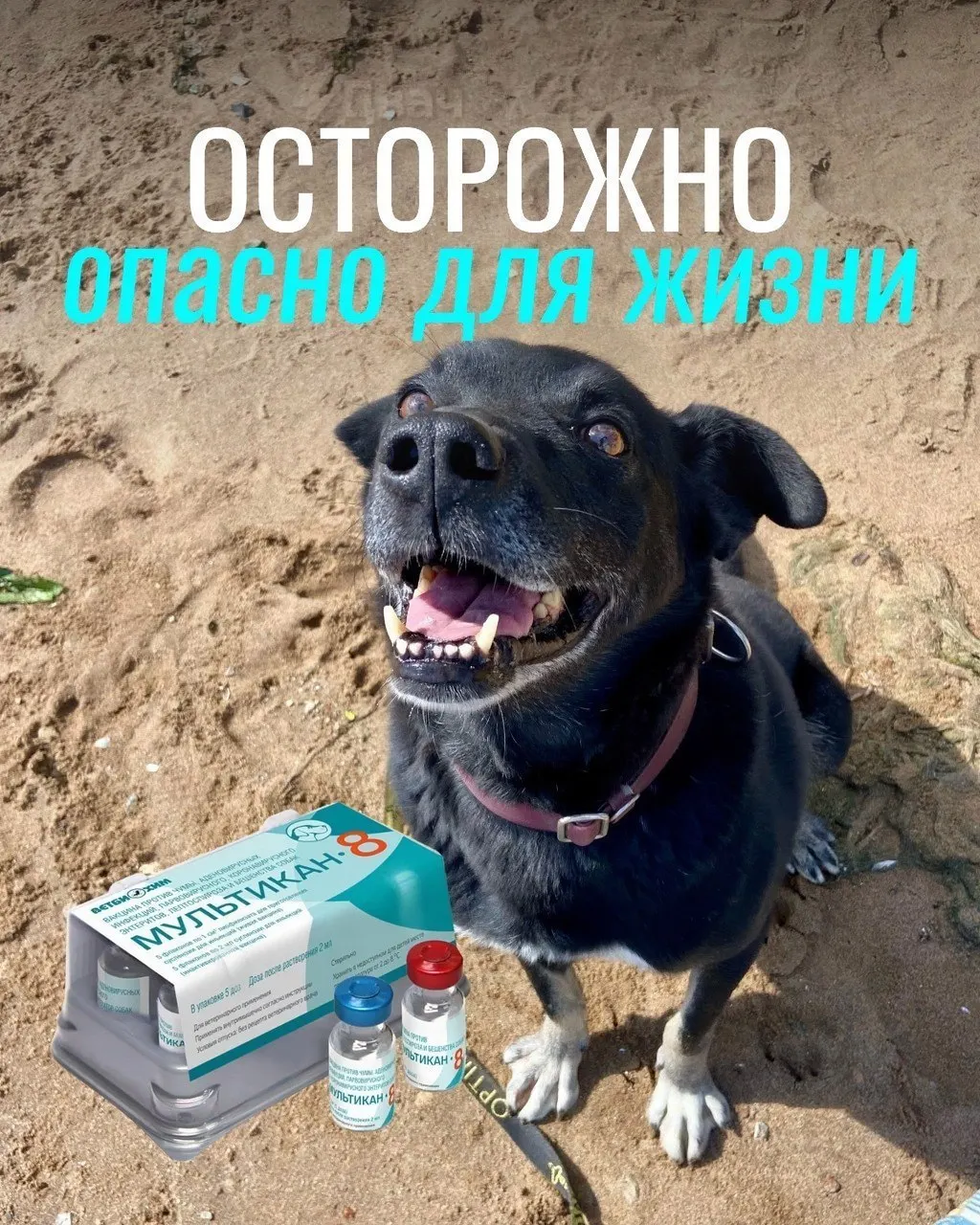 Владельцы собак сообщают о тяжелых реакциях после прививки, часть животных погибла; партия вакцины частично отозвана и направлена на экспертизу.