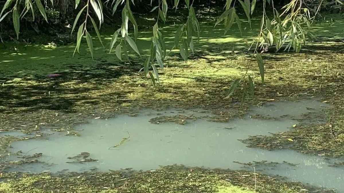 Эксперты зафиксировали признаки экстремального загрязнения воды в районе села Михайло-Овсянка.