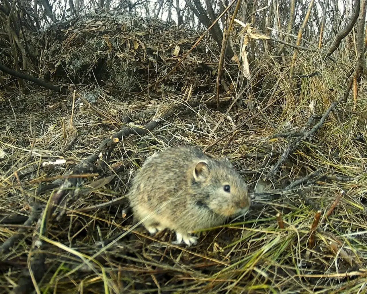 В Большечерниговском районе Самарской области обнаружена колония редких степных пищух; животные занесены в Красную книгу региона, мировая численность популяции сокращается.