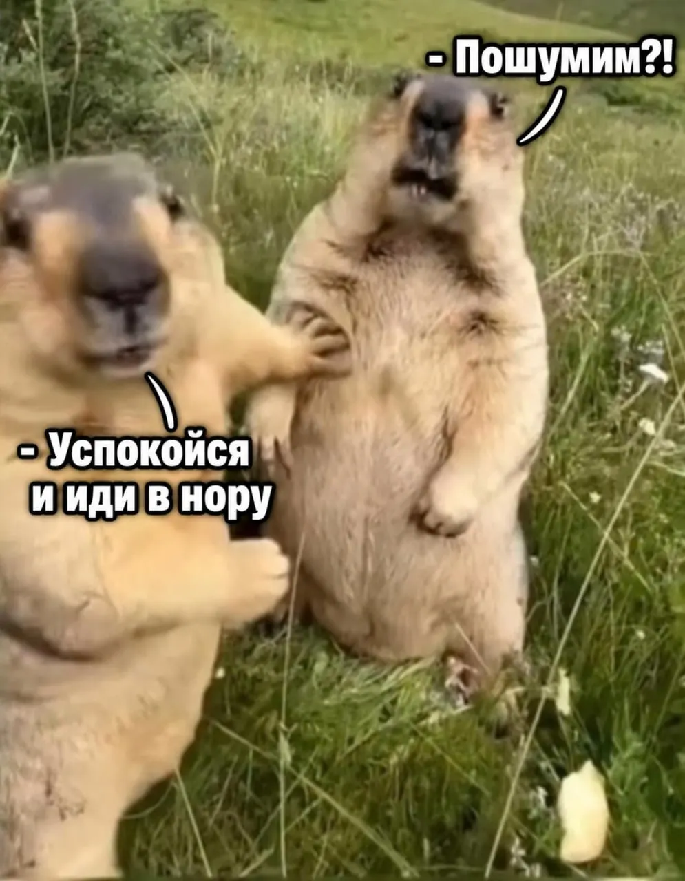 Из-за пробуждения сурков в регионе введён режим тишины: просим не шуметь возле нор зверьков, чтобы не повредить их здоровье и не спугнуть сонных животных.